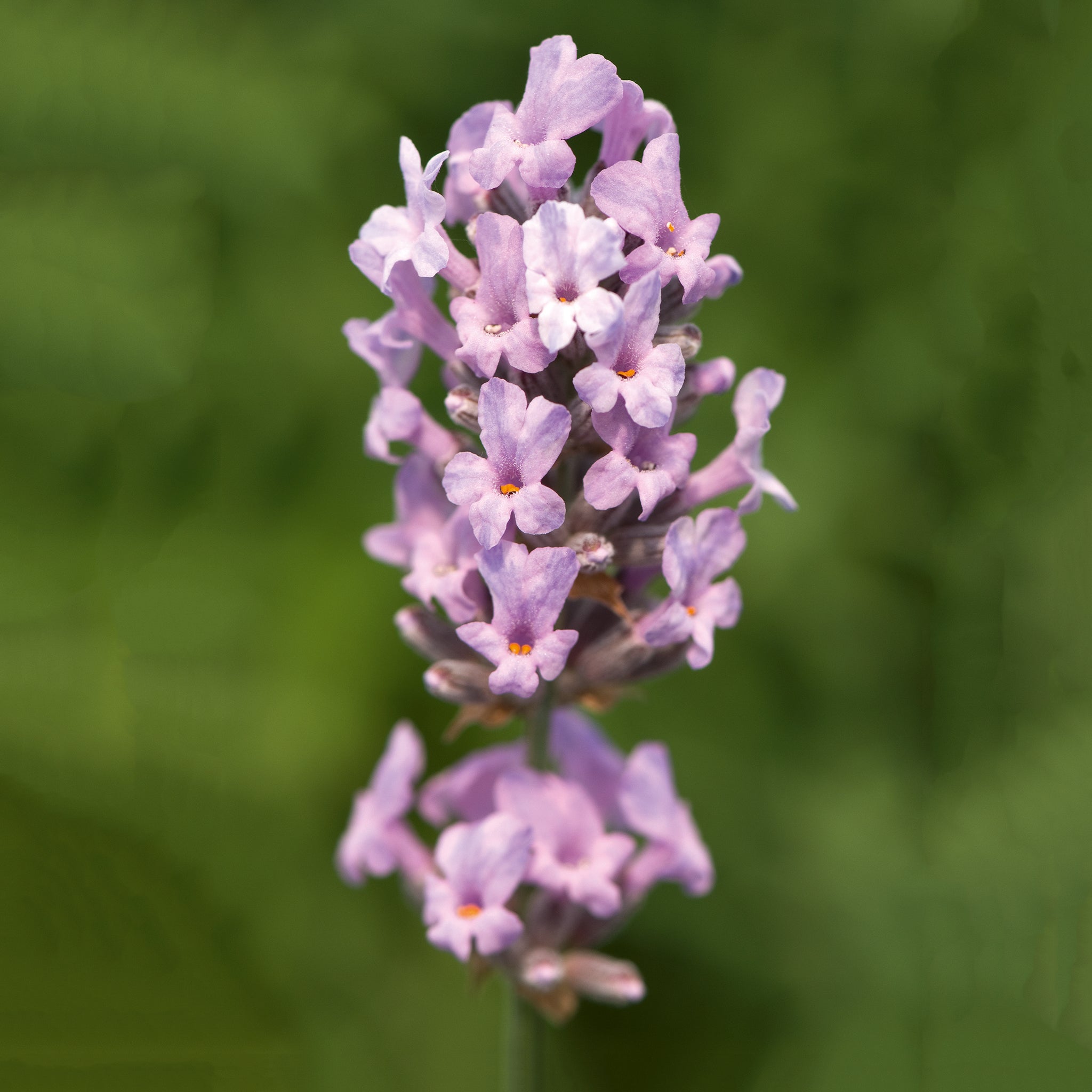 Lavandula ang. 'Miss Katherine' - rosa Lavendel > Jetzt vorbestellen, lieferbar ab 16.09.24 <