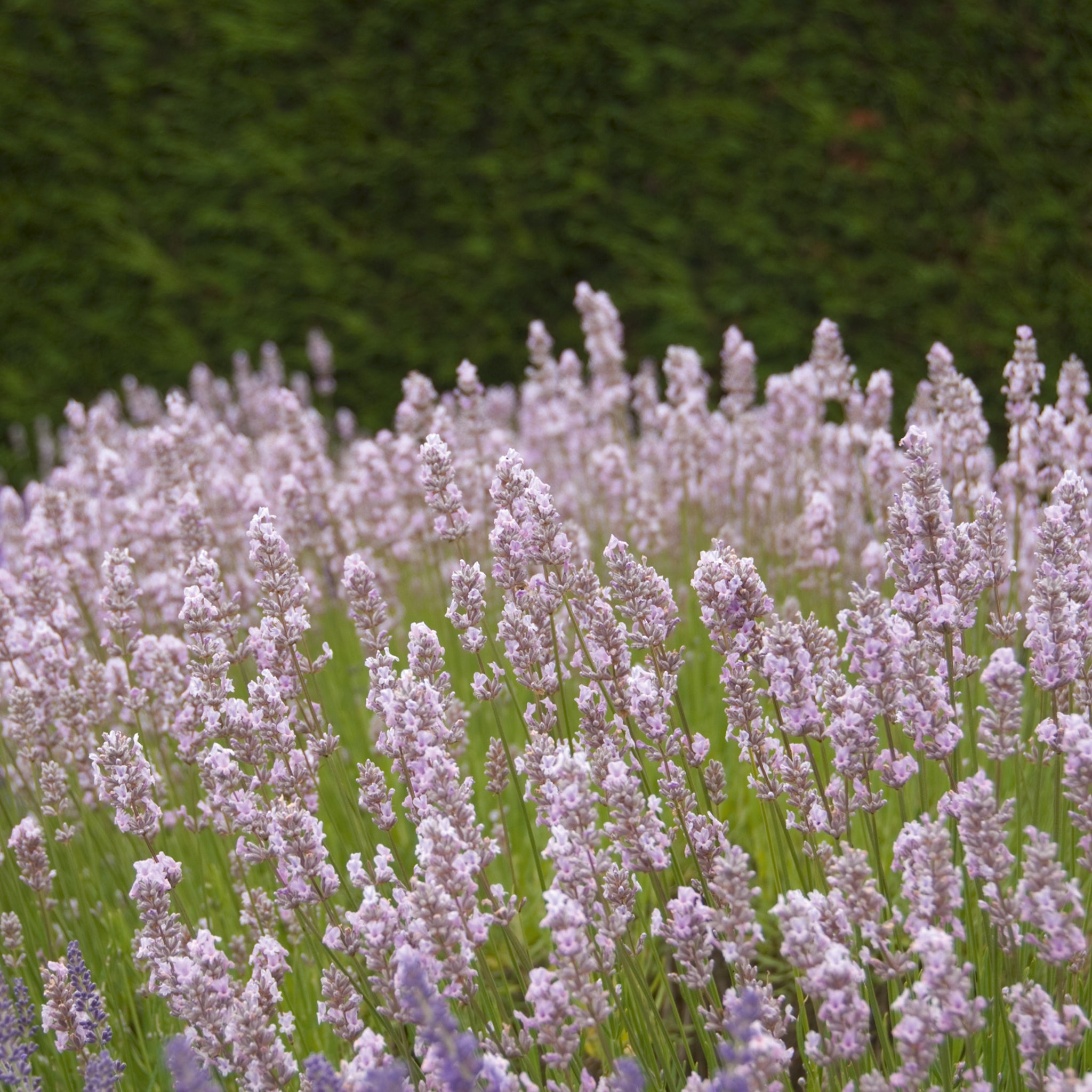 Lavandula ang. 'Miss Katherine' - rosa Lavendel > Jetzt vorbestellen, lieferbar ab 16.09.24 <