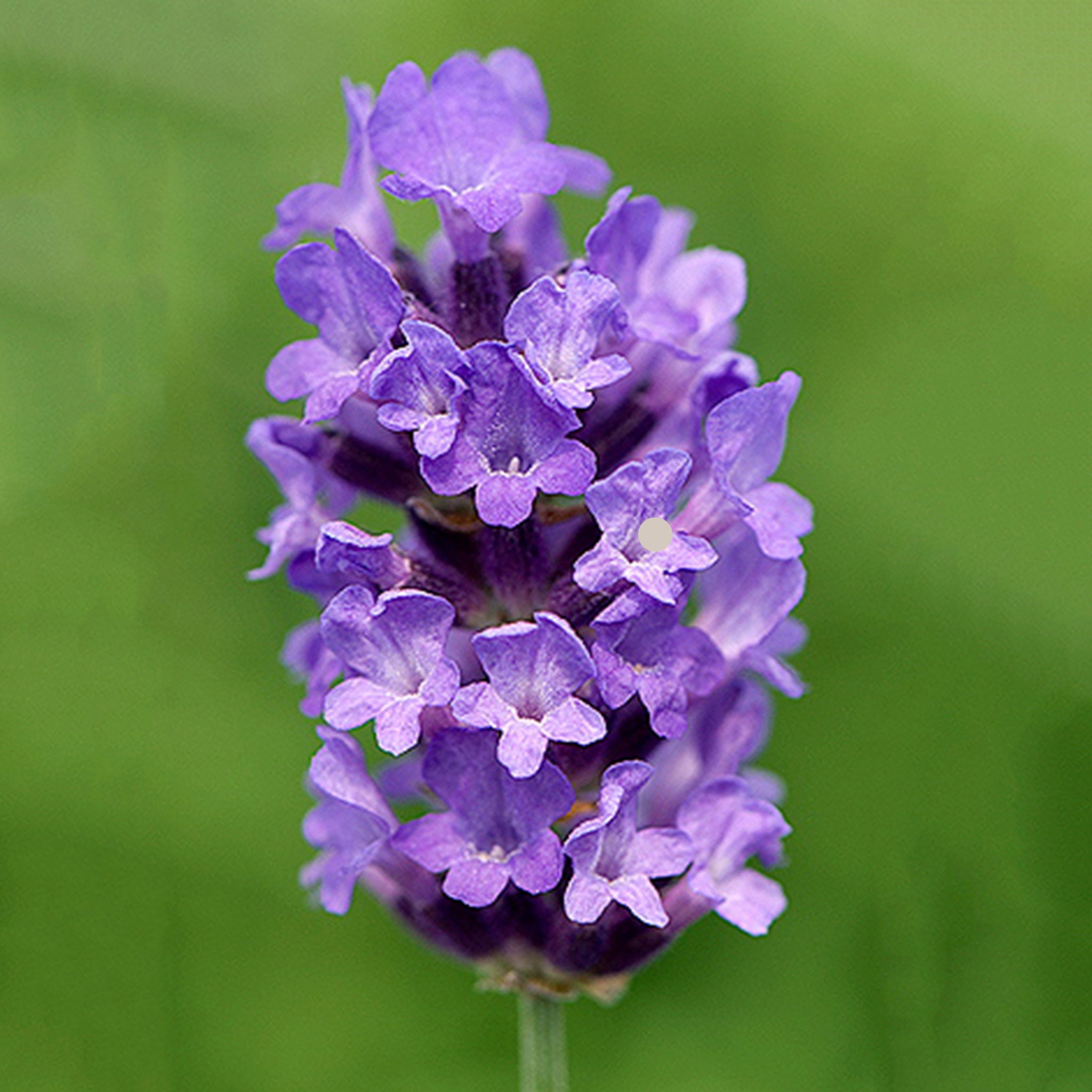 Lavandula ang. 'No.9' - violettblauer Lavendel > Jetzt vorbestellen, lieferbar ab 16.09.24 <