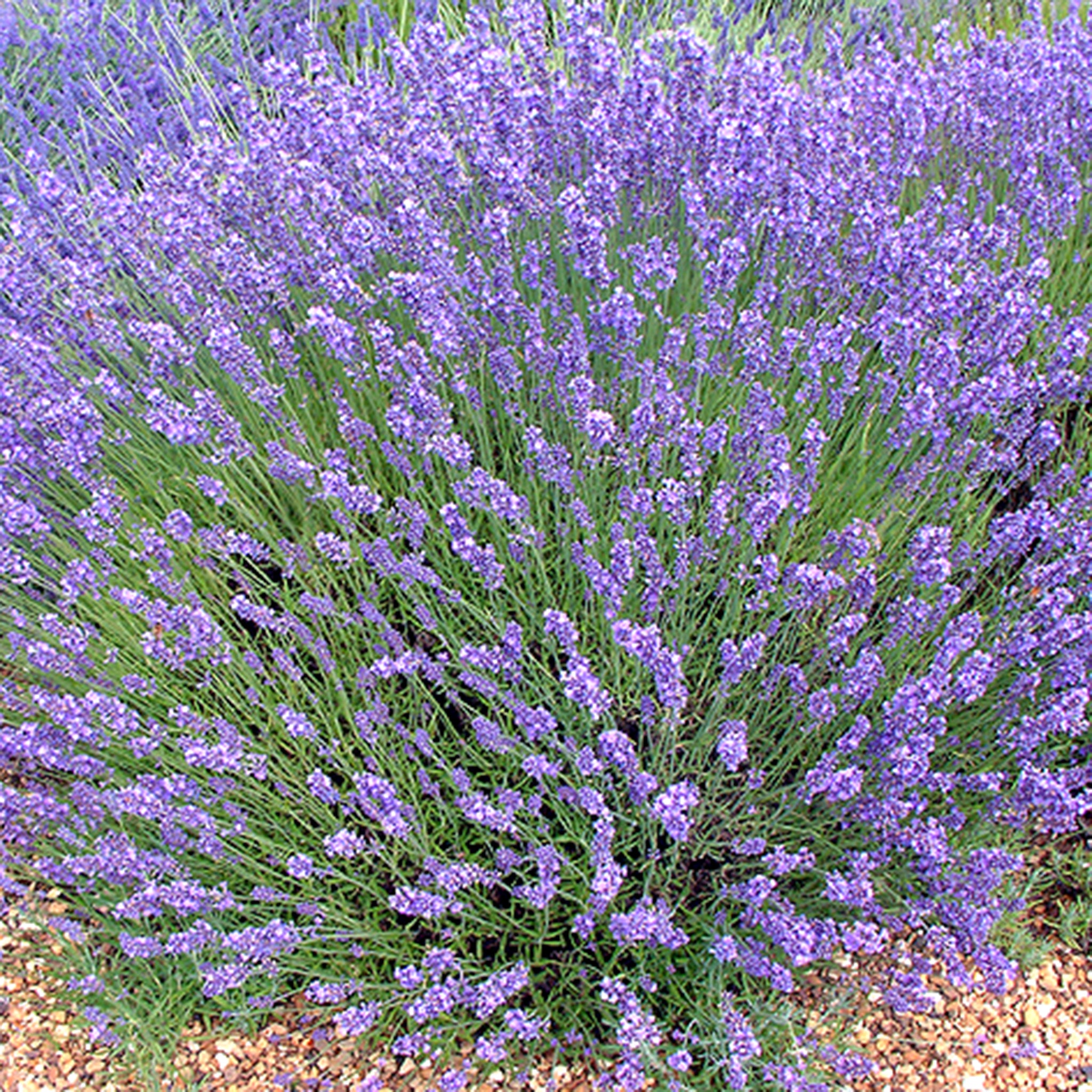 Lavandula ang. 'No.9' - violettblauer Lavendel > Jetzt vorbestellen, lieferbar ab 16.09.24 <