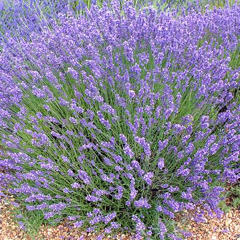 Lavandula ang. 'No.9' - violettblauer Lavendel > Jetzt vorbestellen, lieferbar ab 16.09.24 <