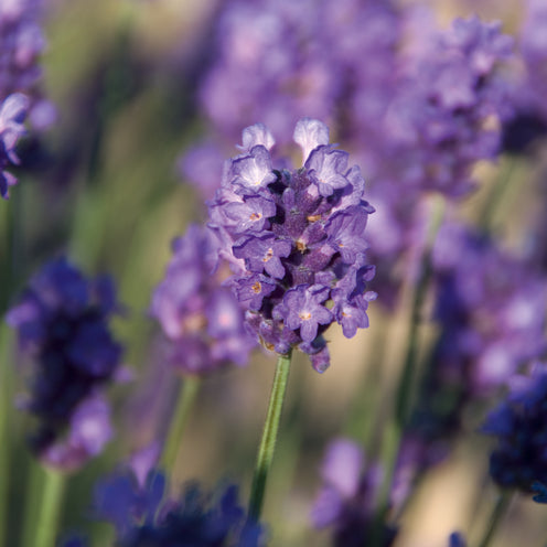 Lavandula ang. 'Peter Pan' - dunkelblauer Lavendel > Lieferbar ab Frühjahr 2025 <