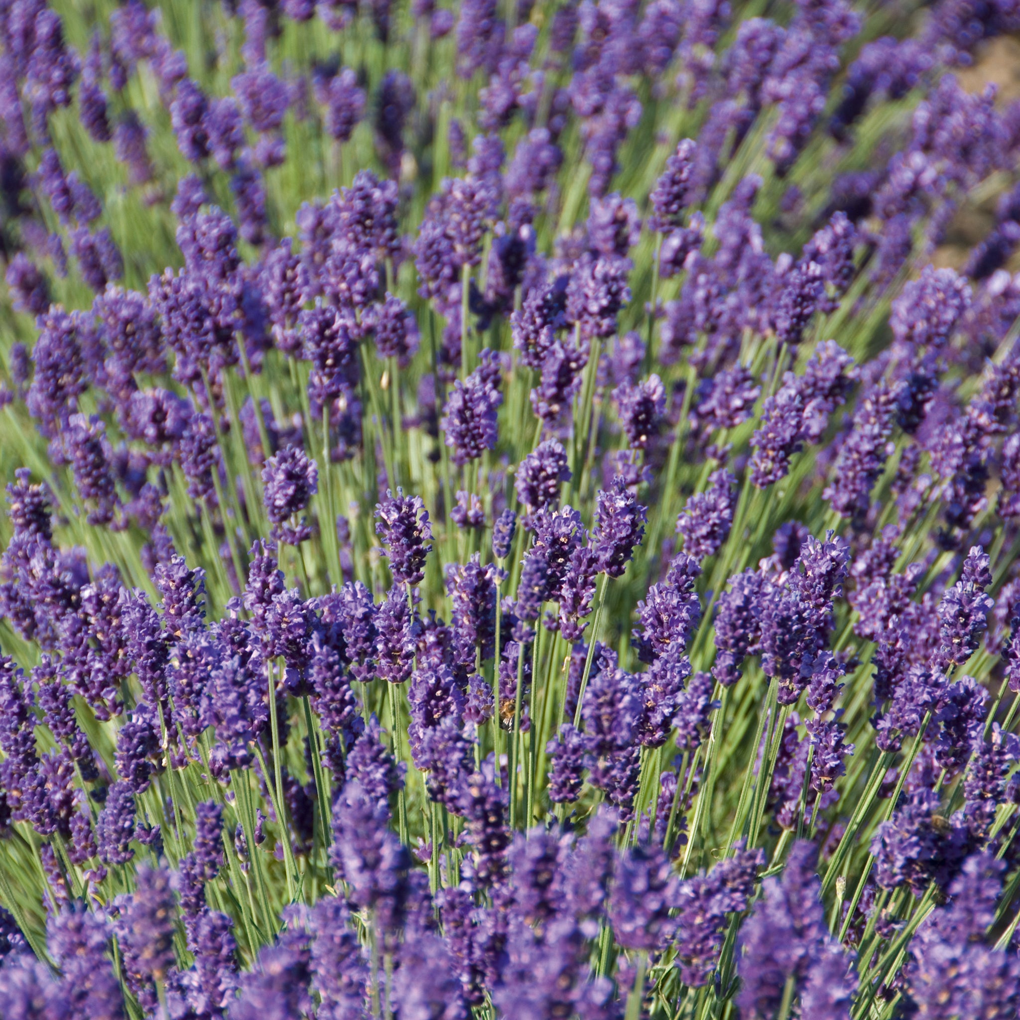 Lavandula ang. 'Peter Pan' - dunkelblauer Lavendel > Lieferbar ab Frühjahr 2025 <