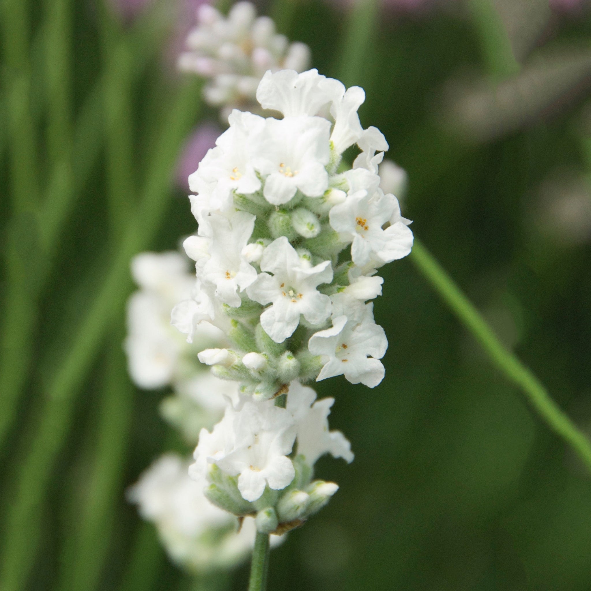 Lavandula ang. 'Purity' - weißer Lavendel > Jetzt vorbestellen, lieferbar ab 16.09.24 <