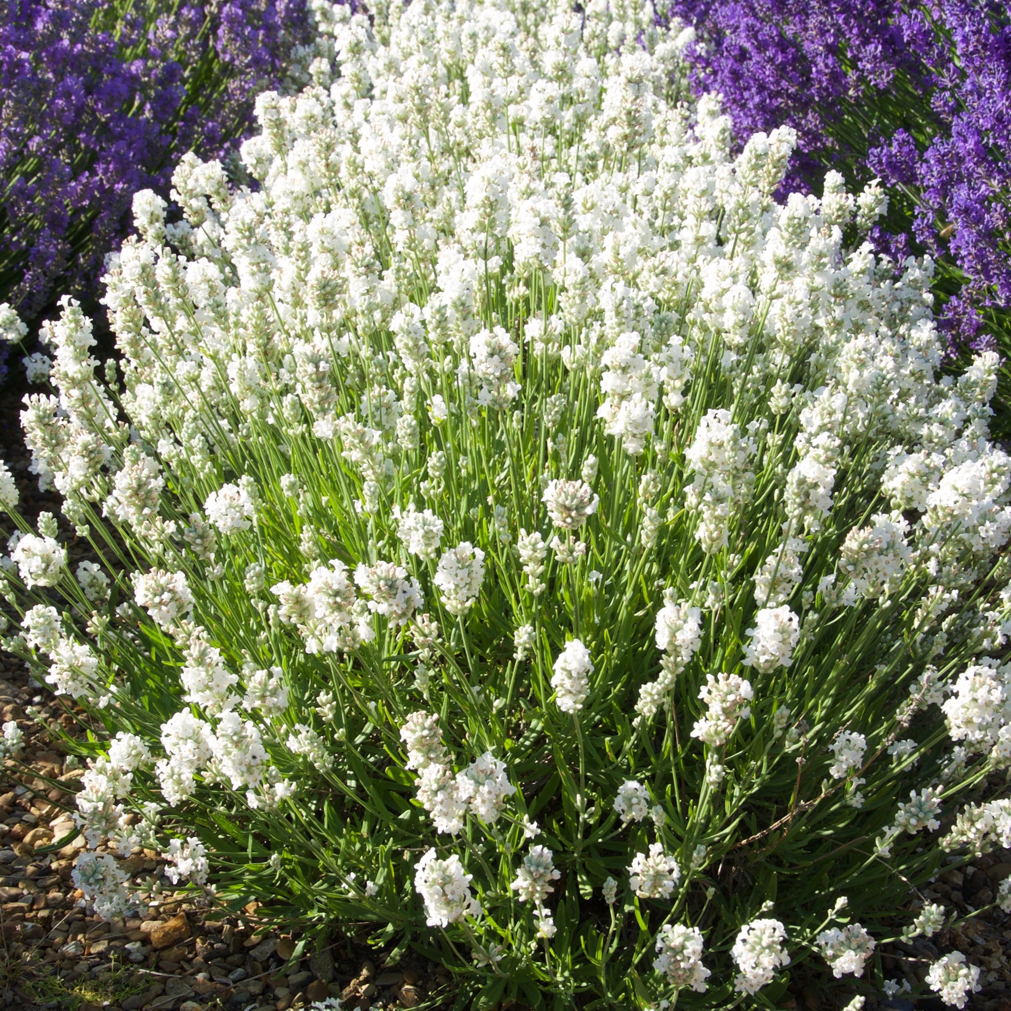 Lavandula ang. 'Purity' - weißer Lavendel > Jetzt vorbestellen, lieferbar ab 16.09.24 <