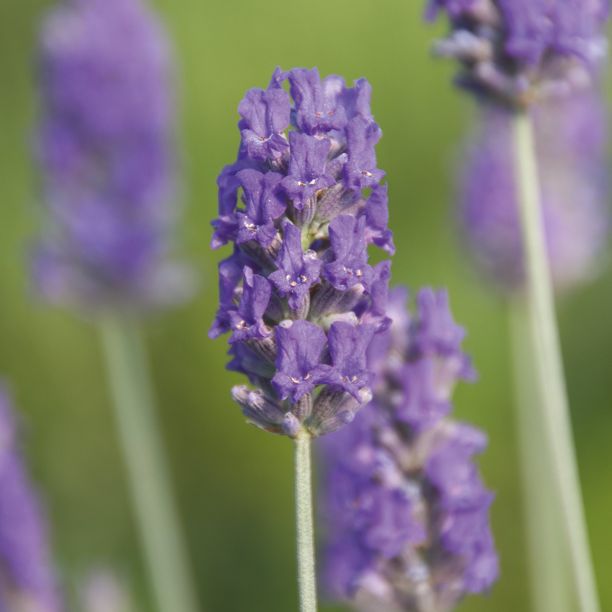 Lavandula x chay. 'Richard Gray' - blauer silberlaubiger Lavendel > Jetzt vorbestellen, lieferbar ab 16.09.24 <