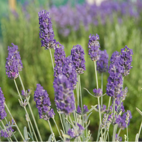 Lavandula x chay. 'Richard Gray' - blauer silberlaubiger Lavendel > Jetzt vorbestellen, lieferbar ab 16.09.24 <