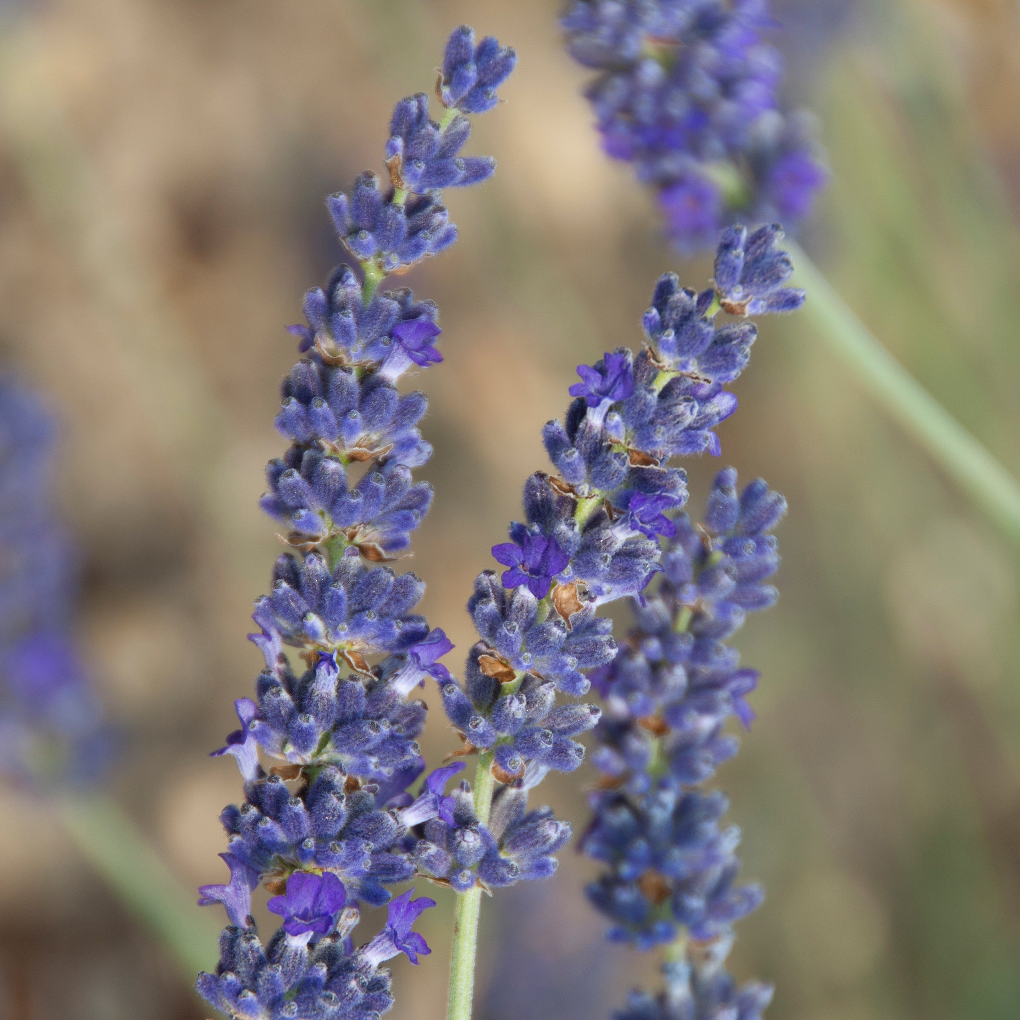 Lavandula x chay. 'Silver Sands' - blauer silberlaubiger Lavendel > Jetzt vorbestellen, lieferbar ab 16.09.24 <