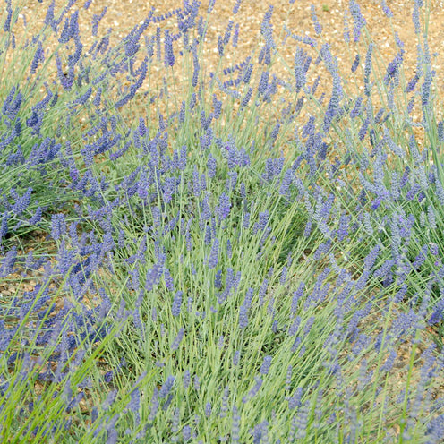 Lavandula x chay. 'Silver Sands' - blauer silberlaubiger Lavendel > Jetzt vorbestellen, lieferbar ab 16.09.24 <