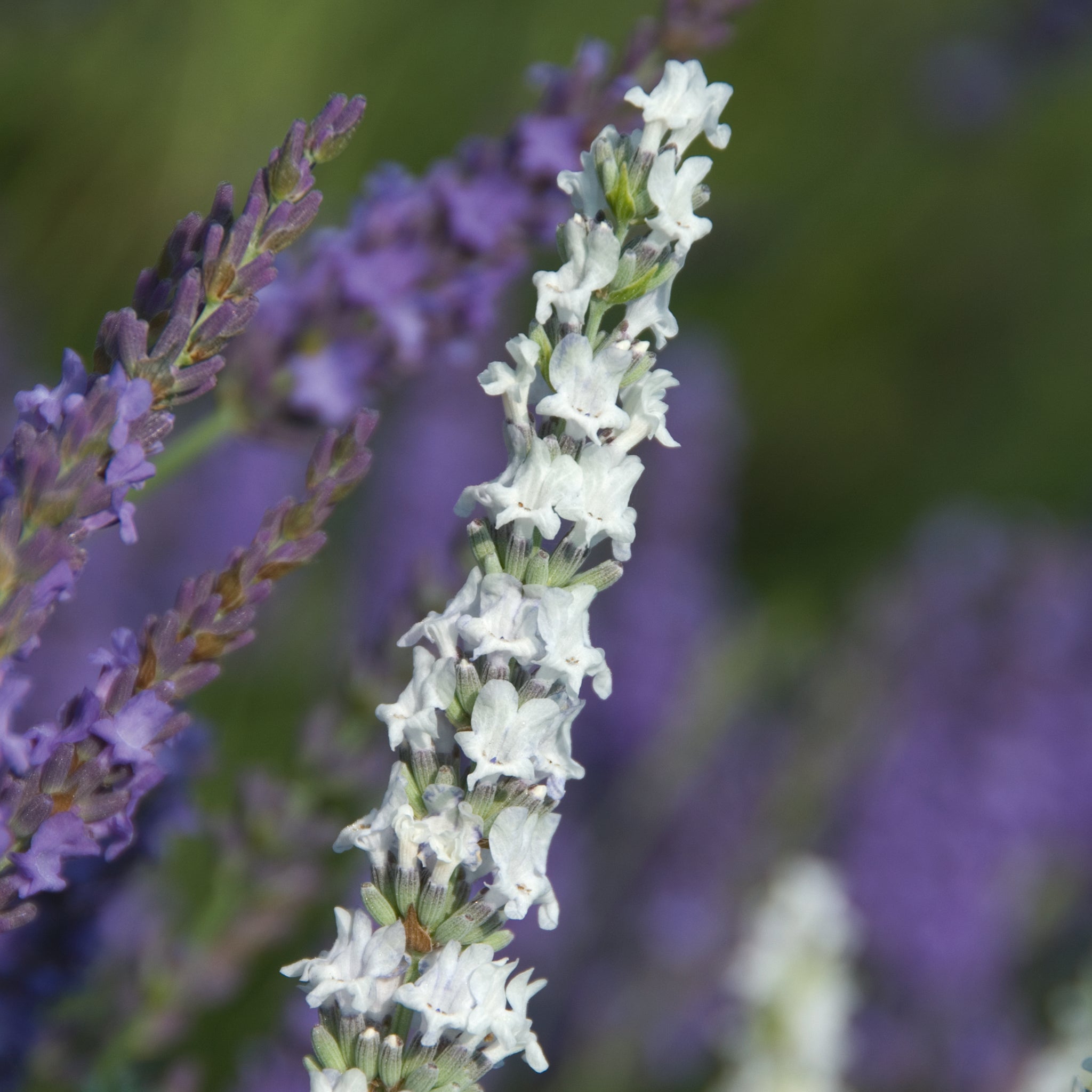 Lavandula x intermedia 'Edelweiß' - weißer Lavendel > Jetzt vorbestellen, lieferbar ab 16.09.24 <