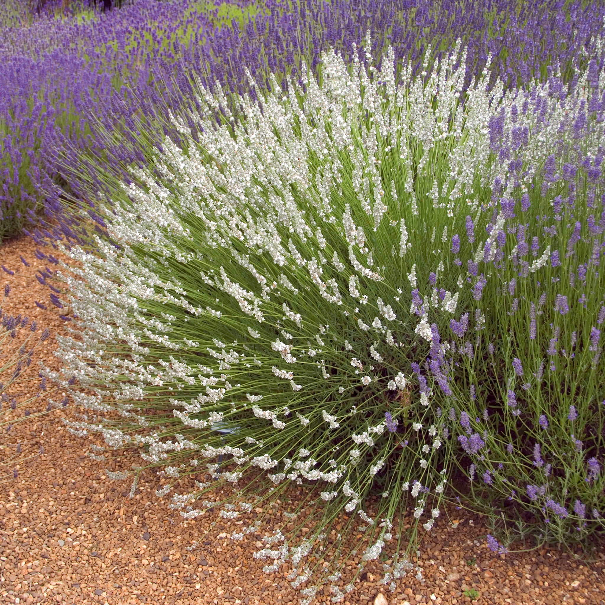 Lavandula x intermedia 'Edelweiß' - weißer Lavendel > Jetzt vorbestellen, lieferbar ab 16.09.24 <