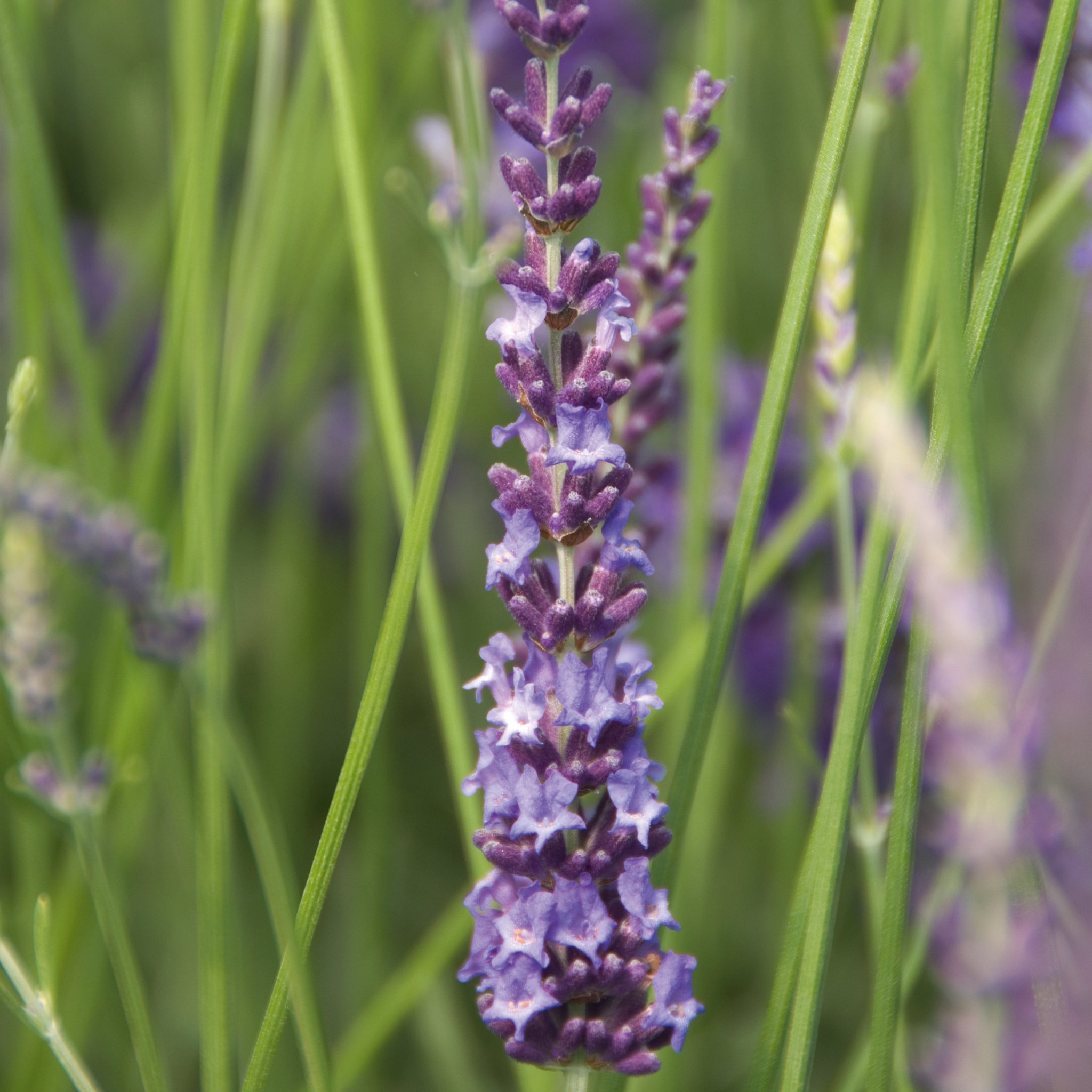 Lavandula x intermedia 'Gros Bleu' - dunkelblauer Lavendel > Jetzt vorbestellen, lieferbar ab 16.09.24 <