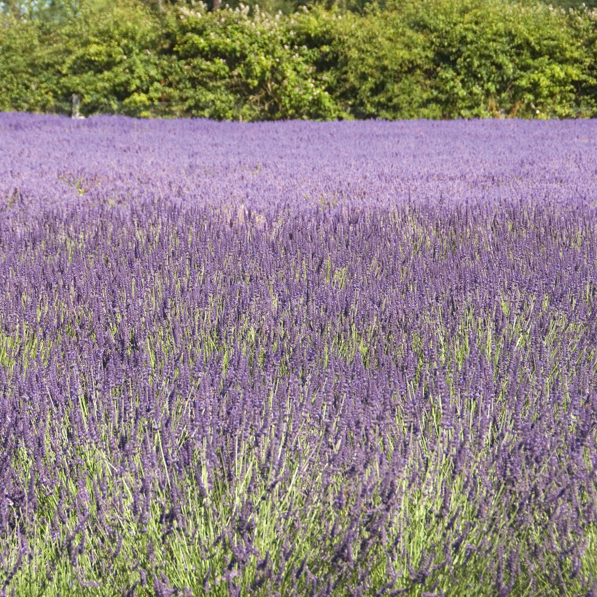 Lavandula x intermedia 'Gros Bleu' - dunkelblauer Lavendel > Jetzt vorbestellen, lieferbar ab 16.09.24 <