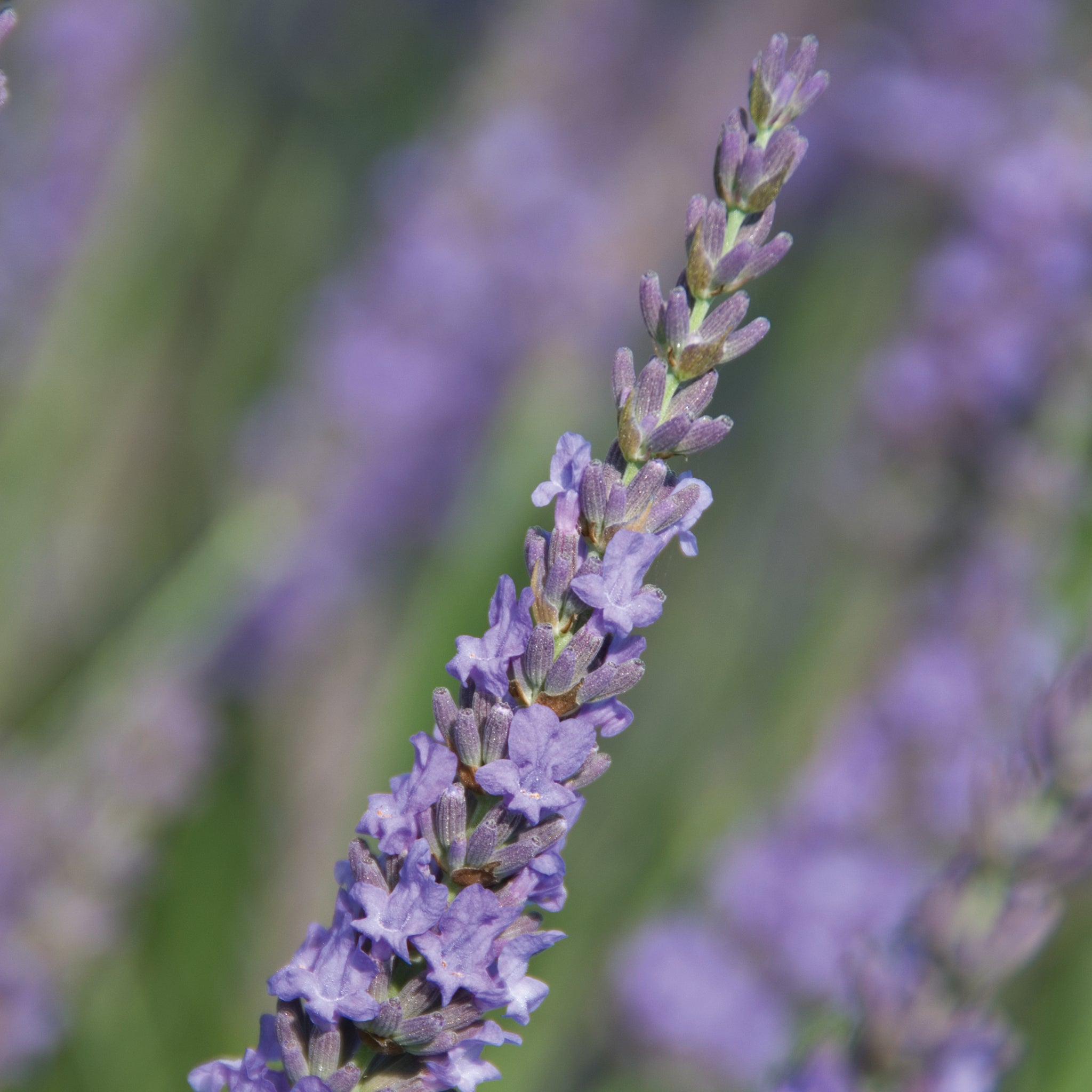 Lavandula x intermedia 'Grosso' - blauer Lavendel > Jetzt vorbestellen, lieferbar ab 16.09.24 <