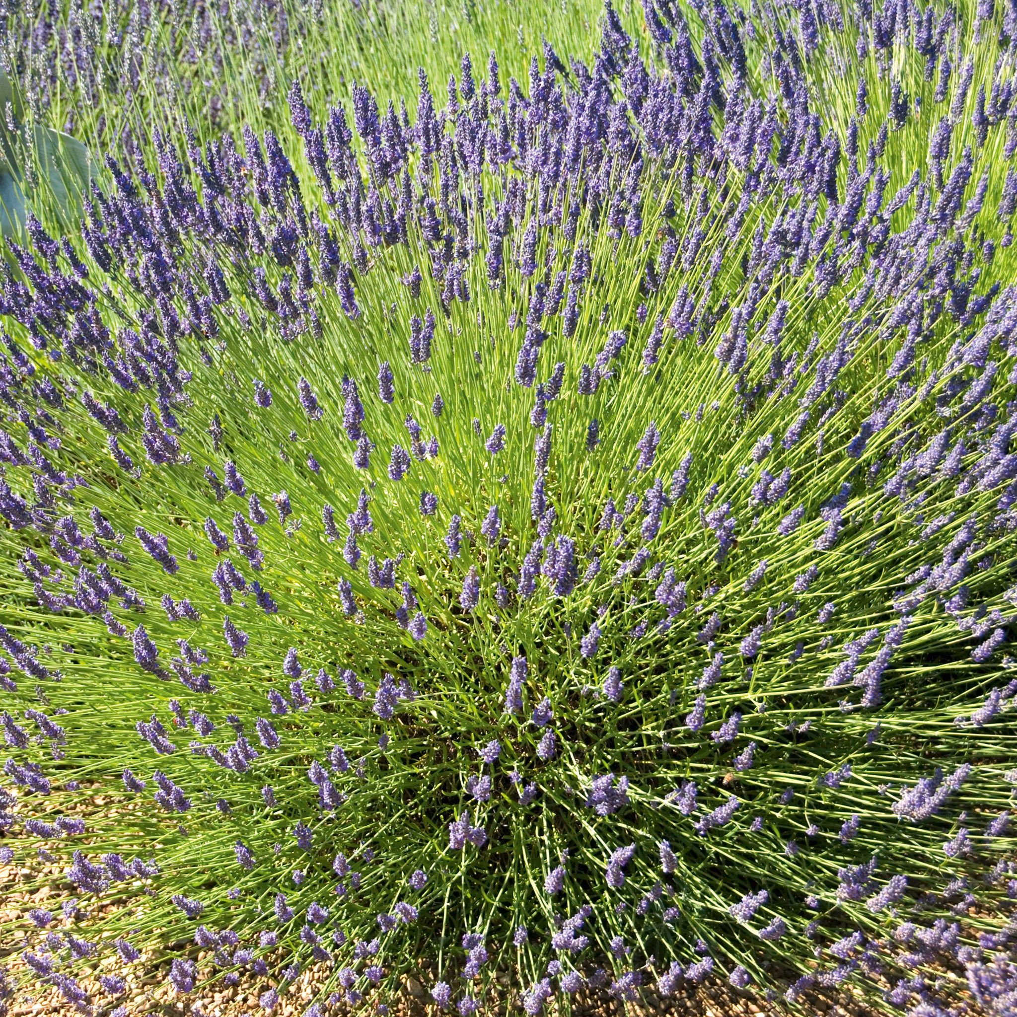 Lavandula x intermedia 'Grosso' - blauer Lavendel > Jetzt vorbestellen, lieferbar ab 16.09.24 <