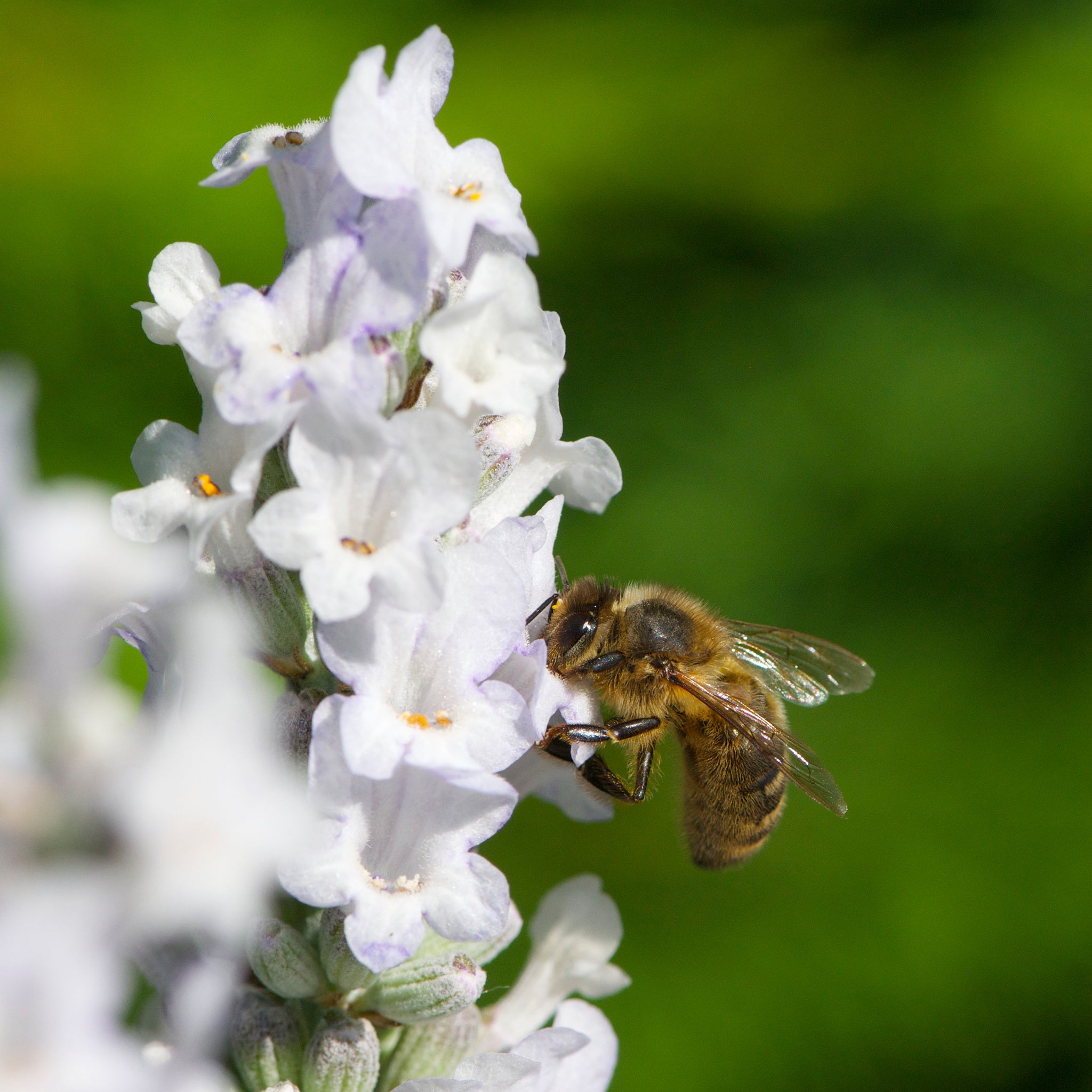 Lavandula x intermedia 'Heavenly Angel'® - weißer Lavendel > Jetzt vorbestellen, lieferbar ab 16.09.24 <