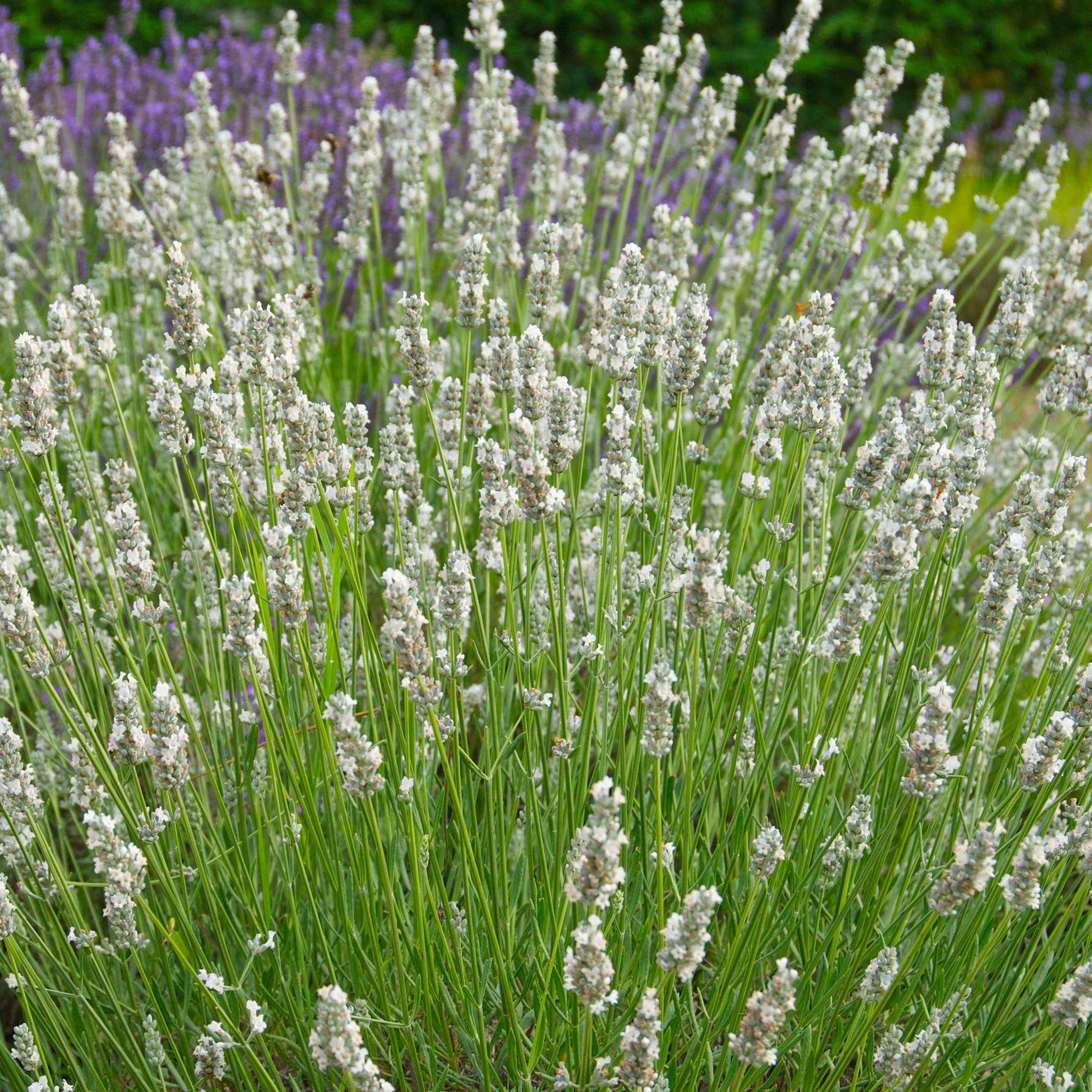 Lavandula x intermedia 'Heavenly Angel'® - weißer Lavendel > Jetzt vorbestellen, lieferbar ab 16.09.24 <