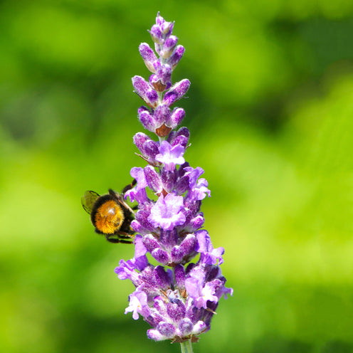 Lavandula x intermedia 'Heavenly Night'® - dunkelblauer Lavendel > Lieferbar ab Frühjahr 2025 <