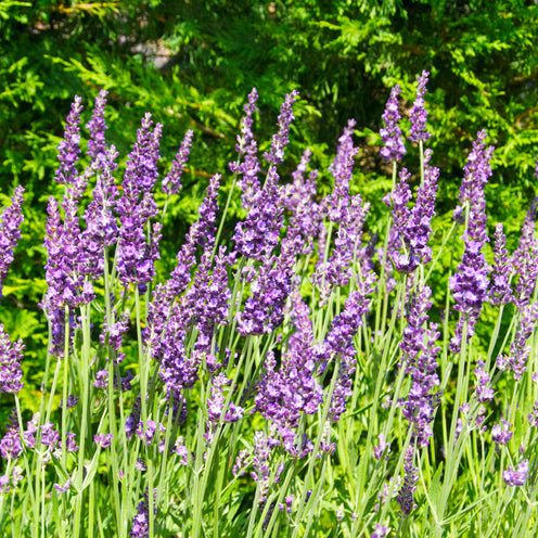 Lavandula x intermedia 'Heavenly Night'® - dunkelblauer Lavendel > Lieferbar ab Frühjahr 2025 <