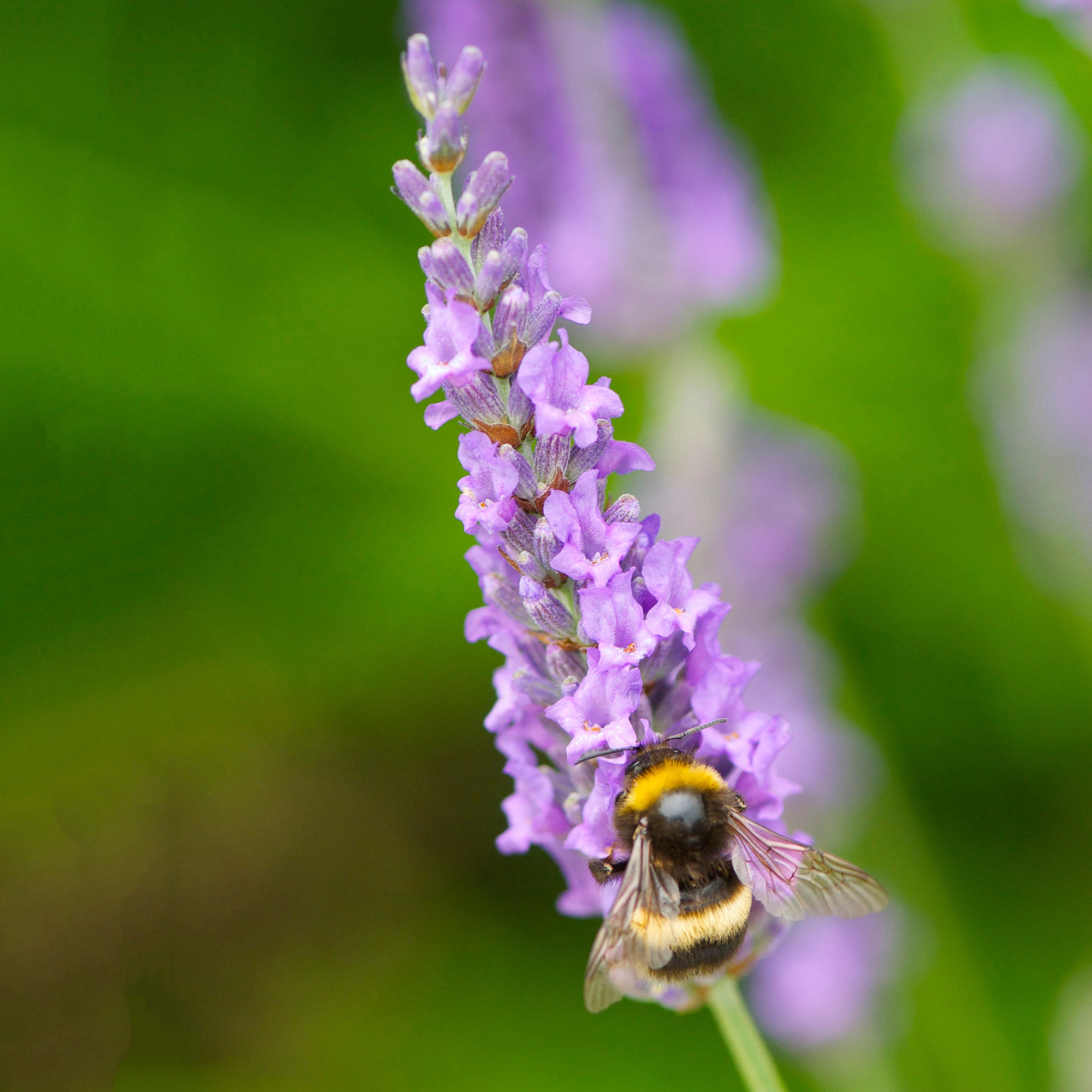 Lavandula x intermedia 'Heavenly Scent'® - hellblauer Lavendel > Jetzt vorbestellen, lieferbar ab 16.09.24 <