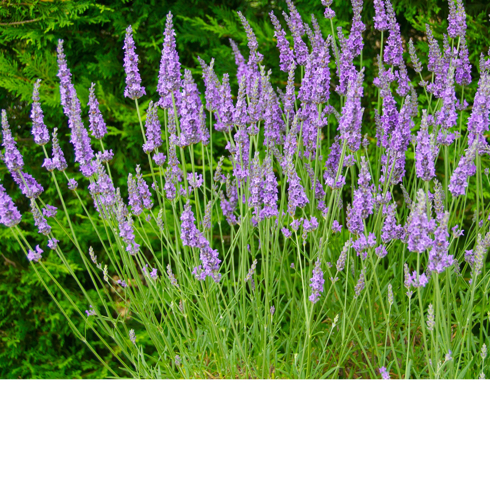 Lavandula x intermedia 'Heavenly Scent'® - hellblauer Lavendel > Jetzt vorbestellen, lieferbar ab 16.09.24 <