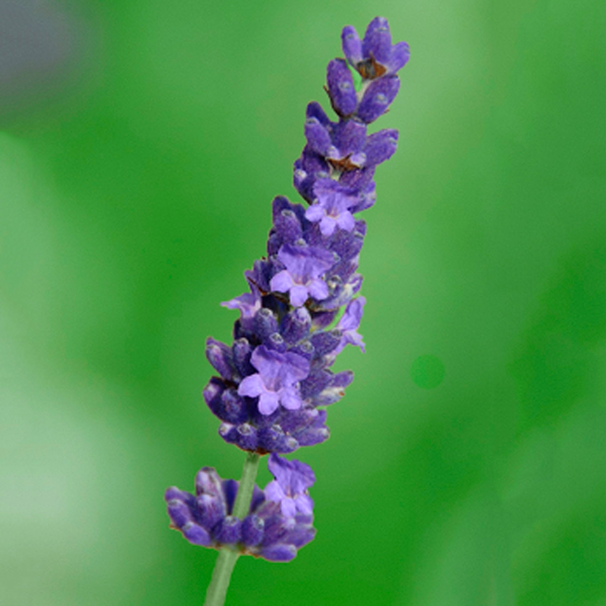 Lavandula x intermedia 'Olympia' - dunkelblauer Lavendel > Jetzt vorbestellen, lieferbar ab 16.09.24 <