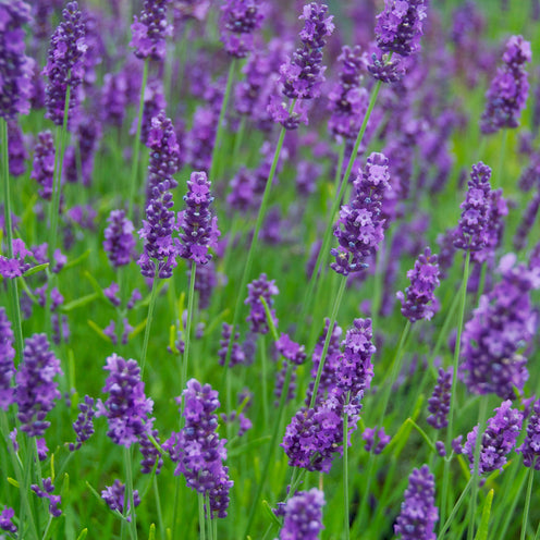 Lavandula x intermedia 'Olympia' - dunkelblauer Lavendel > Jetzt vorbestellen, lieferbar ab 16.09.24 <