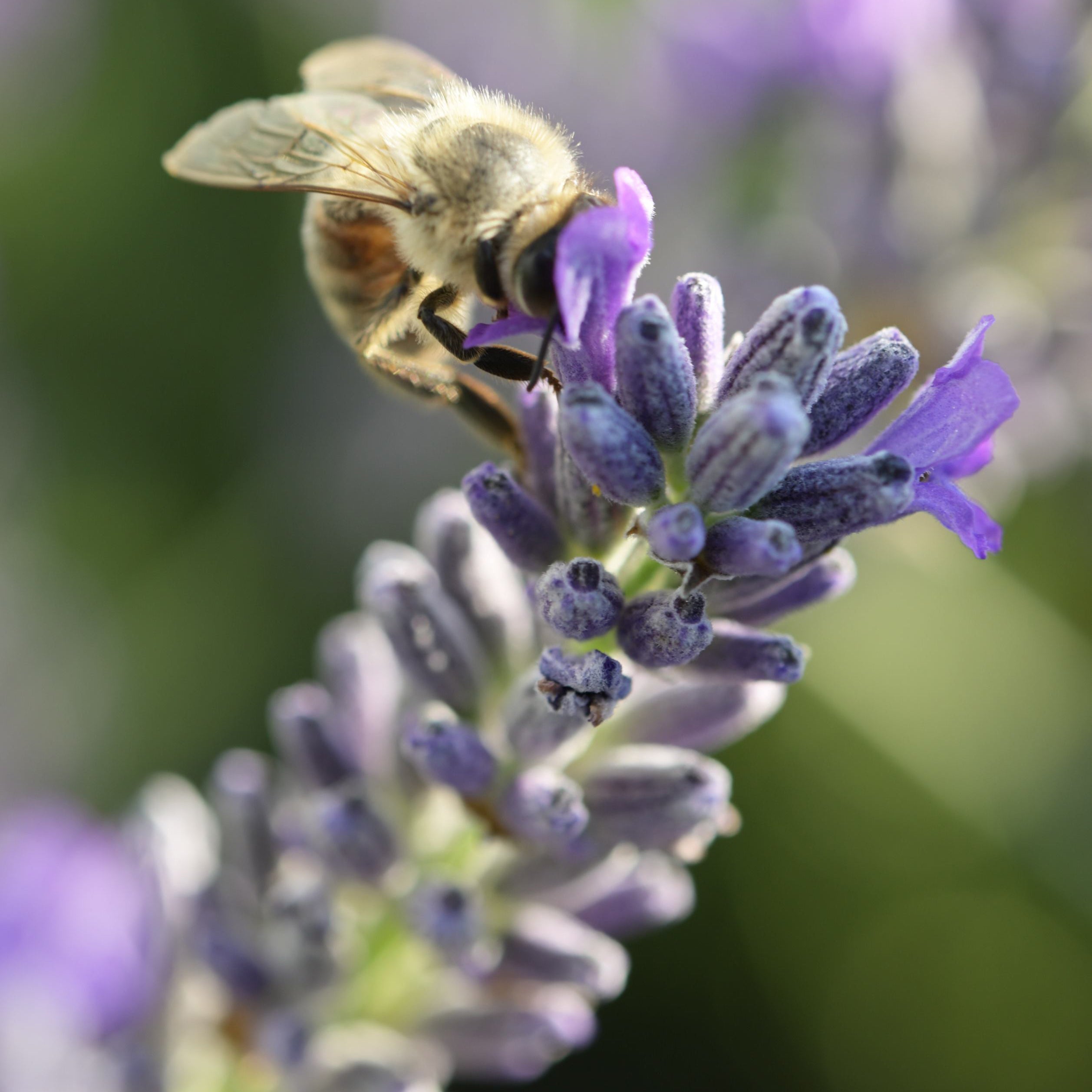 Lavandula x chay. 'Molten Silver' - blauer silberlaubiger Lavendel