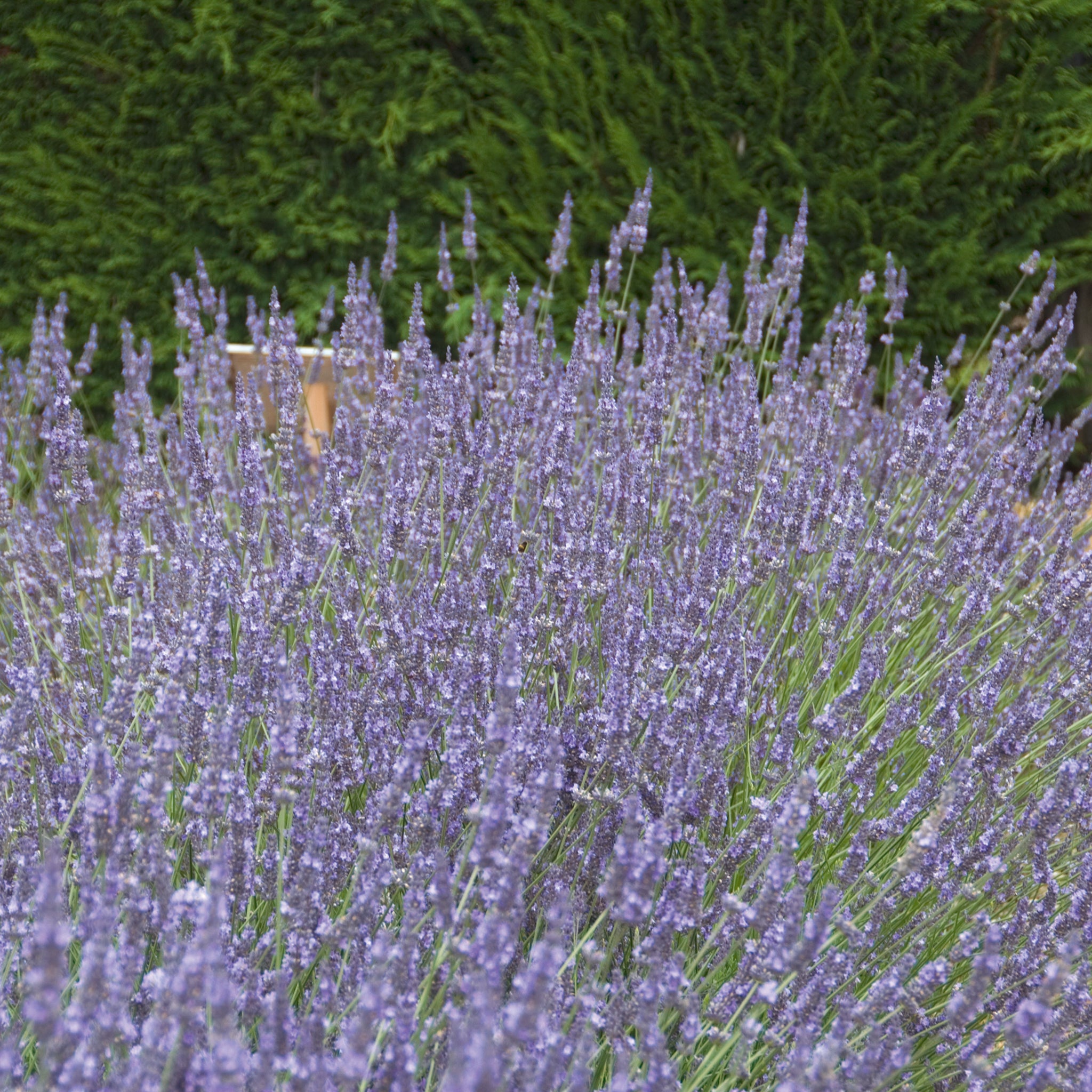 Lavandula x intermedia 'Sussex' - hellblauer Lavendel