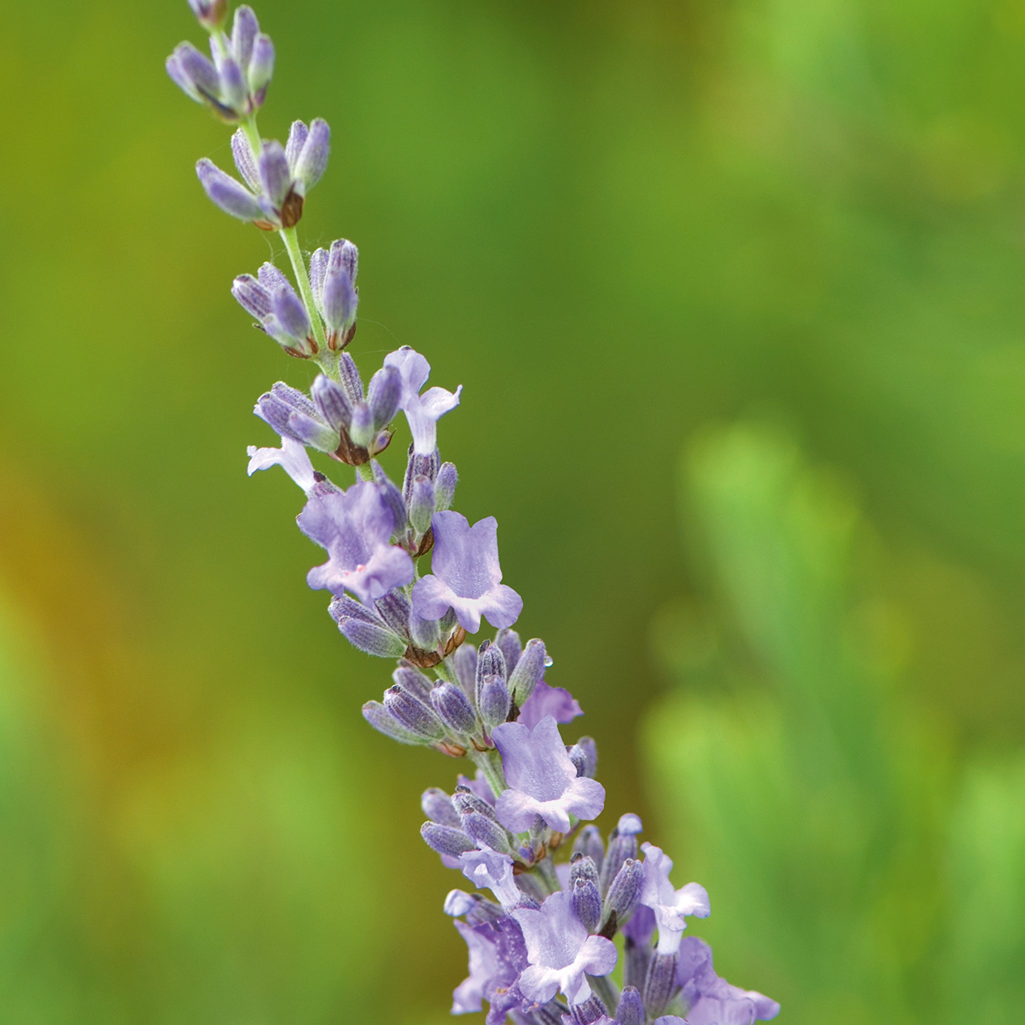 Lavandula x intermedia 'Sussex' - hellblauer Lavendel