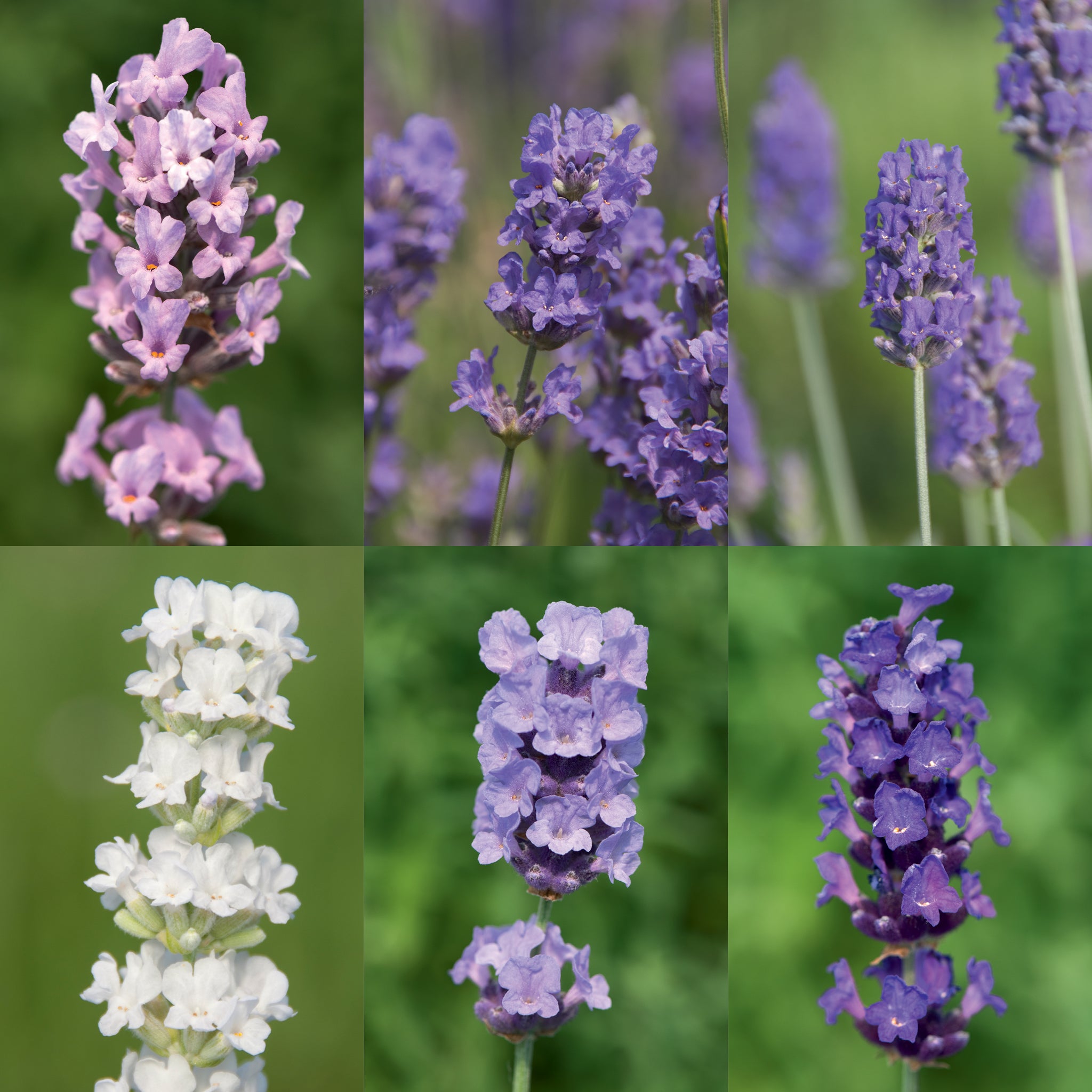 Lavendel - Liebhaber - Mix > Jetzt vorbestellen, lieferbar ab 16.09.24 <