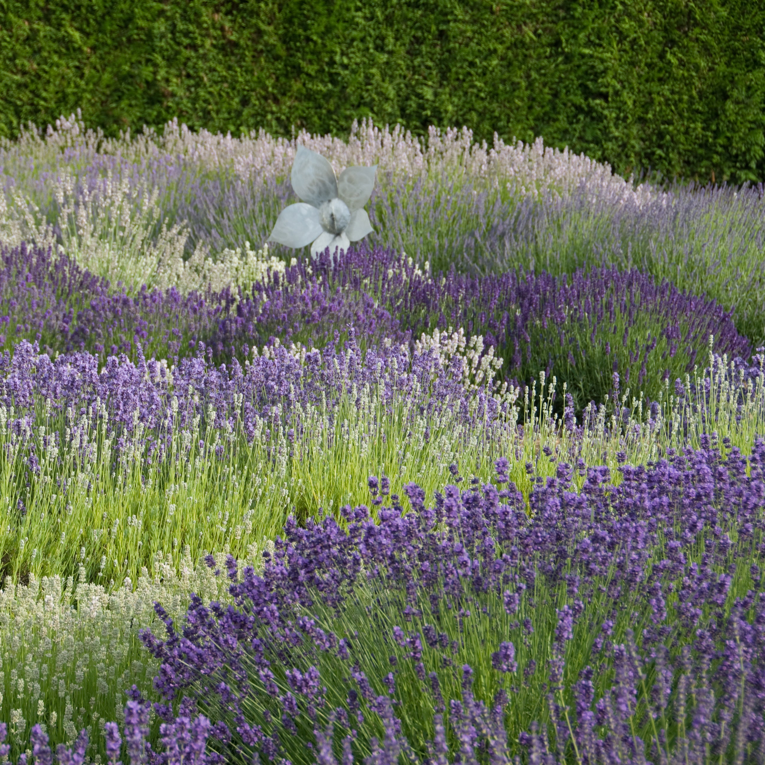 Lavendel - Bienenglück -Mix  > Lieferbar ab Frühjahr 2025 <