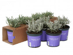 Lavandula ang. 'Loddon Blue' - dunkelblauer Lavendel