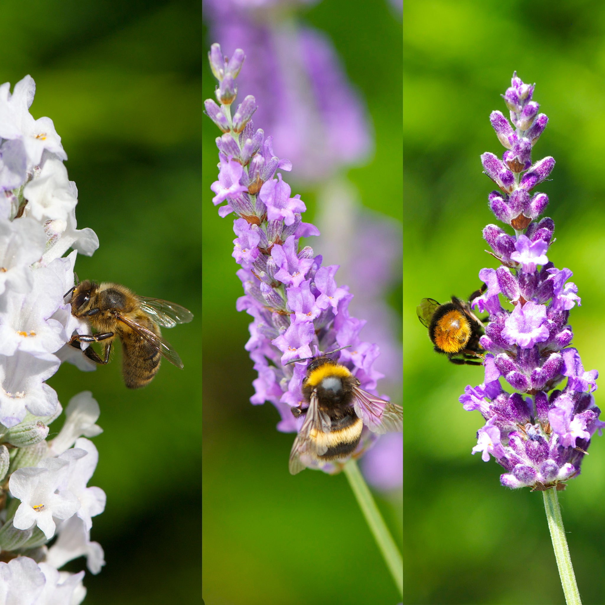 Lavendel - Bienenglück -Mix  > Lieferbar ab Frühjahr 2025 <