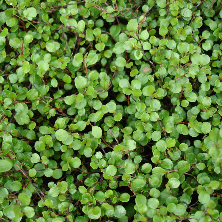 Mühlenbeckia axillaris -  Mühlenbeckie