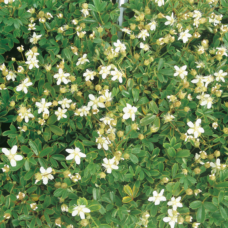 Potentilla tridentata 'Nuuk' -  Polsterfingerstrauch > Jetzt vorbestellen, zur Lieferung ab 03.03.2025 <