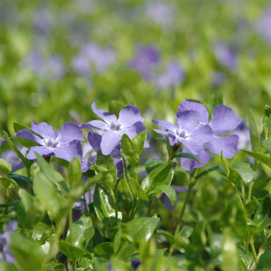 Vinca minor -  Blaues Immergrün, Singgrün