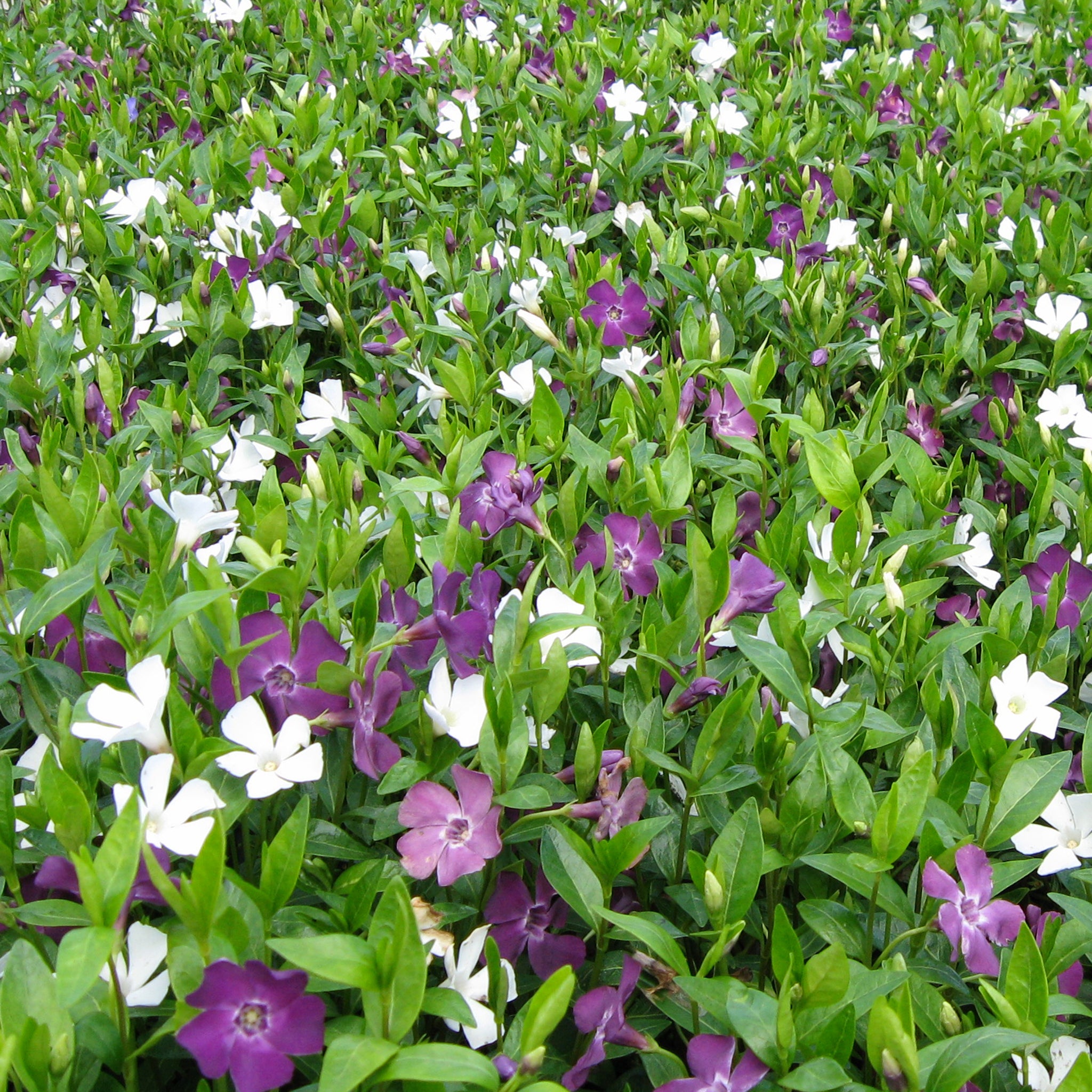 Vinca minor 'Austria'® - Immergrün rot/weiß