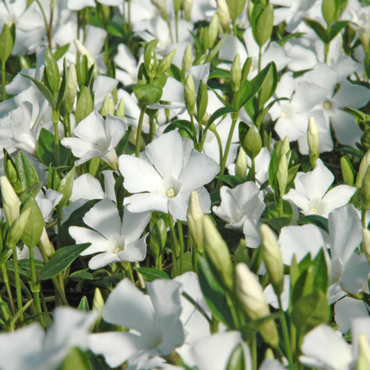 Vinca minor 'Alba' -  Weißes Immergrün, Singgrün