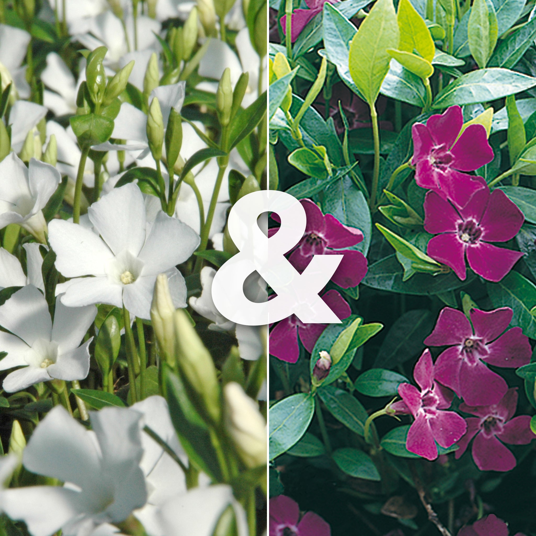 Vinca minor 'Alba' & Vinca minor 'Atropurpurea' - Blühmix für Schatten