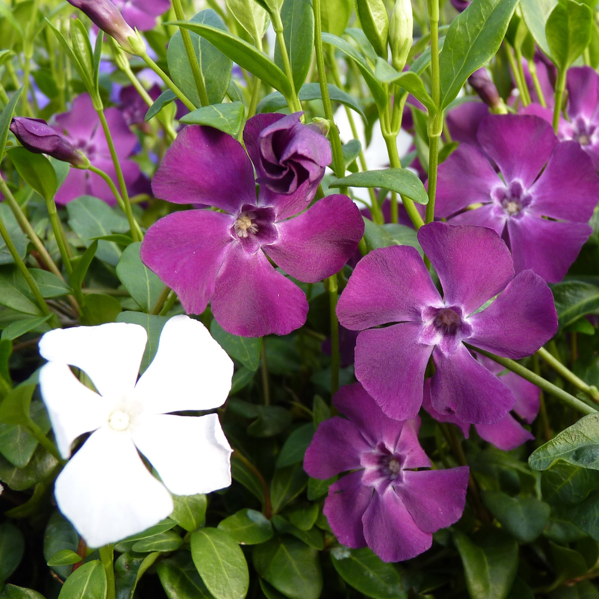 Vinca minor 'Alba' & Vinca minor 'Atropurpurea' - Blühmix für Schatten