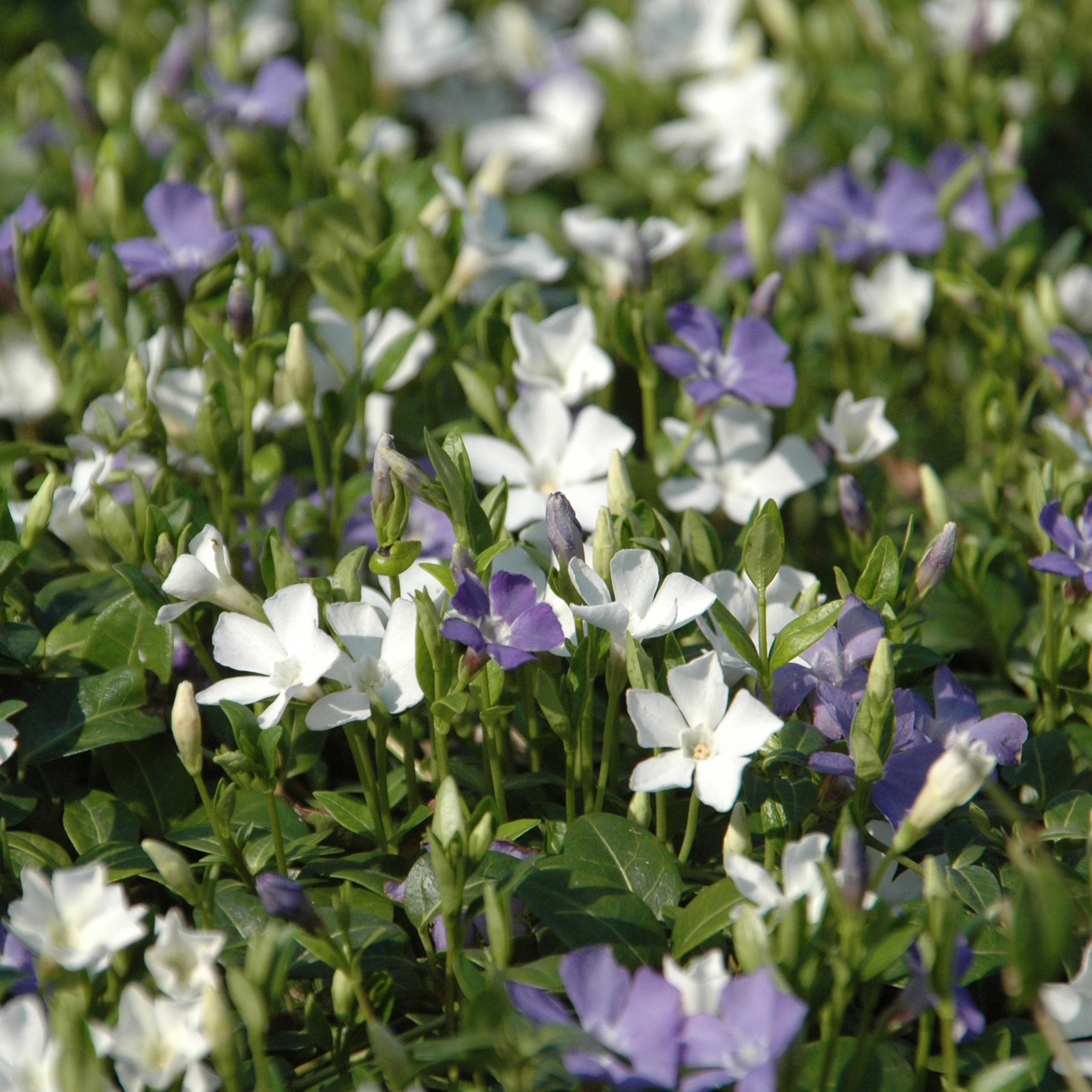 Vinca minor 'Bavaria'® - Immergrün blau/weiß