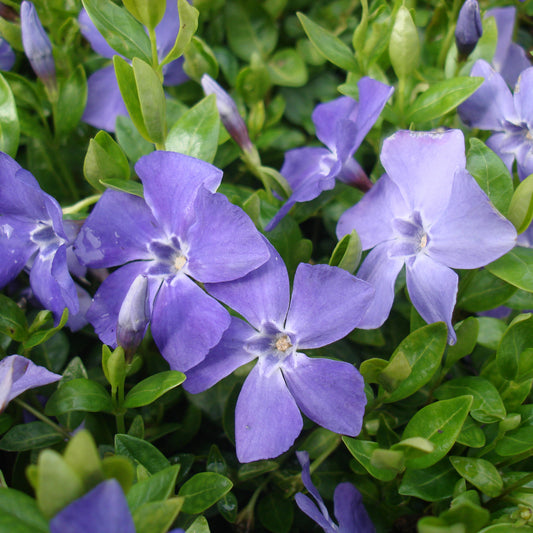 Vinca minor 'Marie' -   Kleinblättriges Immergrün