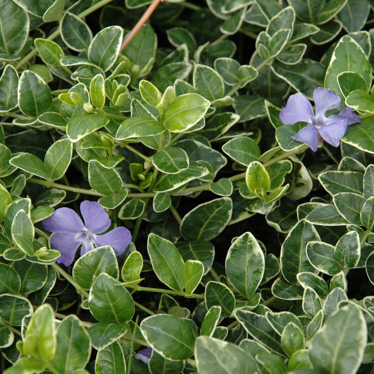 Vinca minor 'Ralph Shugert' -  Panaschiertes Immergrün