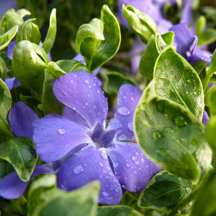 Vinca minor 'Ralph Shugert' -  Panaschiertes Immergrün