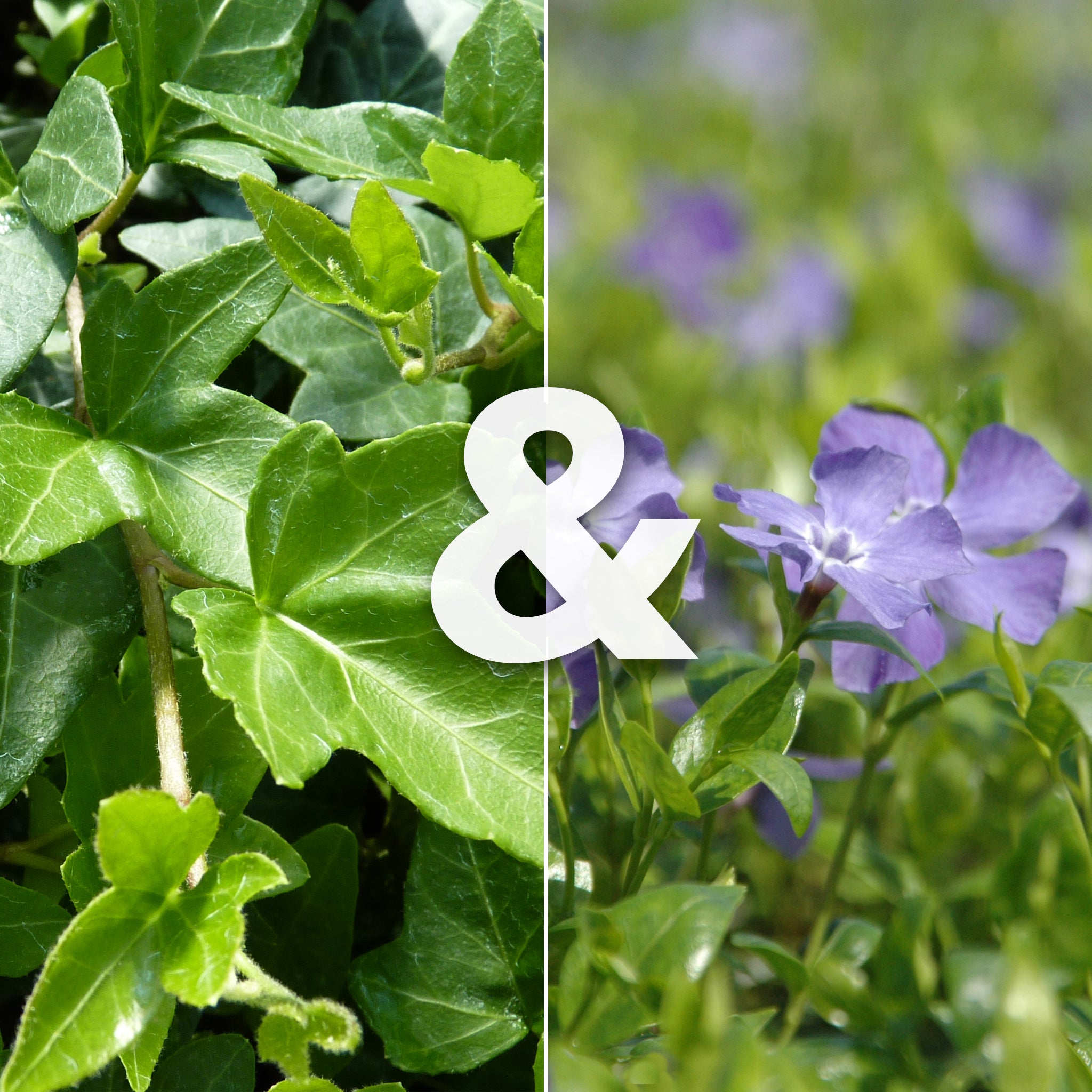 Hedera 'Shamrock' & Vinca minor  - Beetmix für Schatten