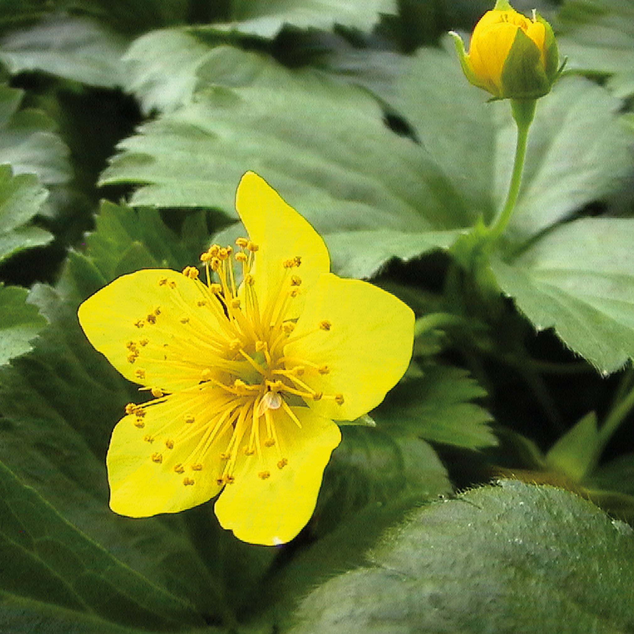 Waldsteinia ternata -  Teppich-Golderdbeere, Waldsteinie